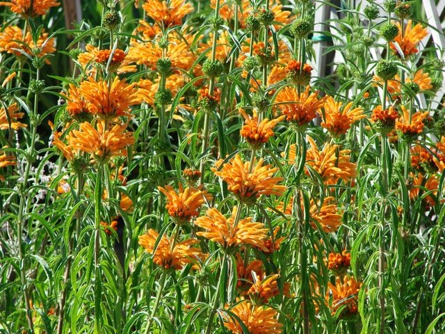 jardiland narančasto cvijeće